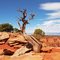 Colorado National Monument, Grand Junction, Colorado
