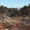 The Bench Trail Looking East