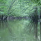 The Big Cypress Bayou near Jefferson, Texas