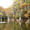 Big Cypress in the Fall