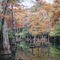 Mouth of Black Cypress Bayou