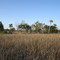 Gulf Hammock 2