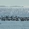 Shore birds and the Gulf of Mexico near Crystal River, FL