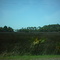 Swamp
