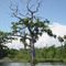 massive cypress tree, Withlacochee River, Yankeetown, Florida (7-15-2007)