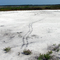 Very Large Alligator Tracks In The Sand