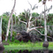 A Big Old Dead Tree