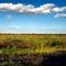 Alligator and  Floodplain
