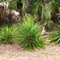 Spanish Bayonet Plants