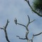 Osprey on the Osprey Trail