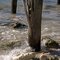 Old pier pilings