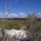 Honeymoon Island