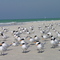Royal Terns