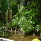 Wekiva Woods