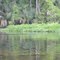 Larger gator following