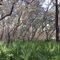 Florida Trail at Seminole Forest