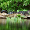 No Fear: Alligator and Turtles on the Wekiva