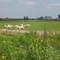Peaceful farm scene