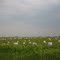 Hay Bales
