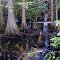 The Green Swamp