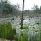 Swamp