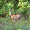 Oh Deer