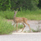 White Tailed Deer at Aux Field 4