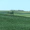 Fields