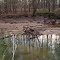 Dollar Mill Ruins on Utoy Creek Atlanta Georgia