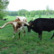 Longhorn in Georgia