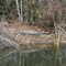 Gator off Flint River