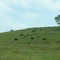 Grazing off 80