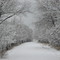 Fresh Snow In Raccoon River Park