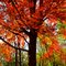 Beautiful Iowa Autumn