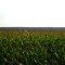 Miles of Iowa Corn