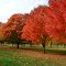 Fall Colors in Riverview Park