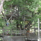 The Big Treehouse, Marshalltown