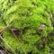 'Shrooms 'n  Moss - Tubbs Hill, Idaho - Tom Askew