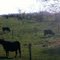 Angus cows grazing in the morning