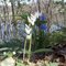 Blue Bells and Bunny Ears