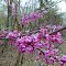 In bloom along the lake trail