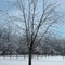 Frozen Tree