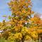 Fall Foliage
