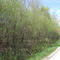 Tree lined streets