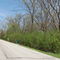 Wooded Neighborhood