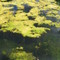 Crystal Springs Lake