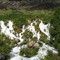 Niagara Springs Falls (~25')