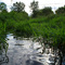Spring Creek near its headwaters