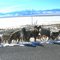 Bighorn Sheep Along Road Near Patterson