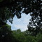 Peering through the oak canopy to the sky above Hammel Woods